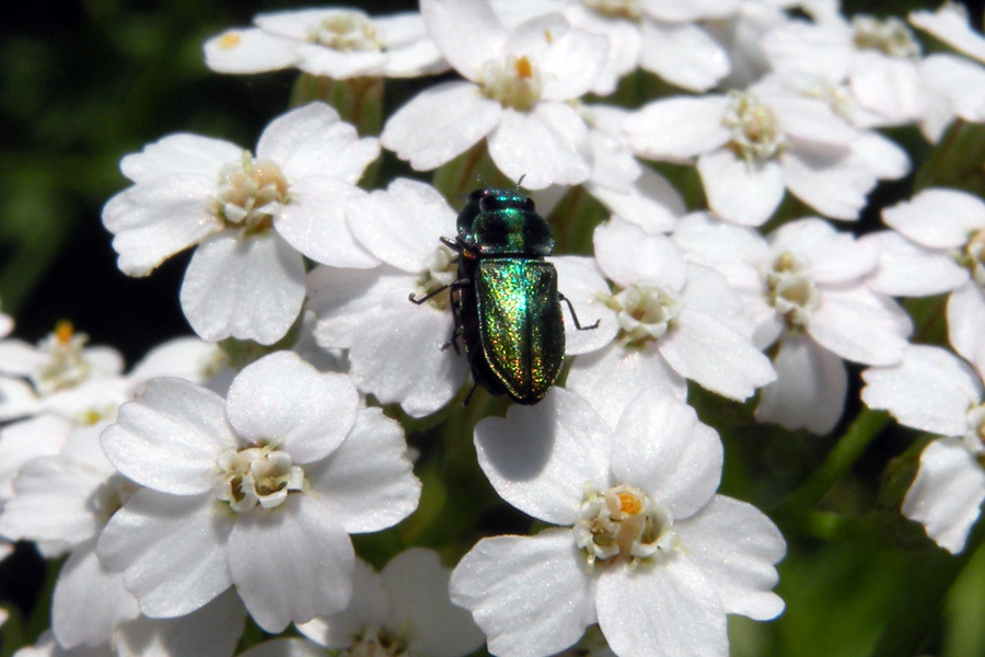 Riconoscibili queste Anthaxia? Anthaxia cfr thalassophila